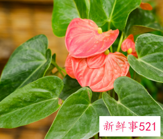 寓意招财的植物