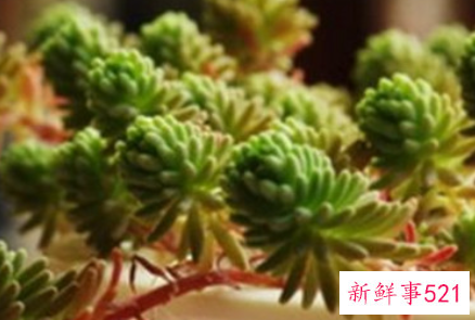 多肉根部杆子发黑