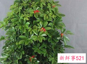 公司门口种什么树最旺