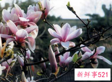 二乔木兰的品种简介