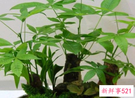 发财树有讲究吗