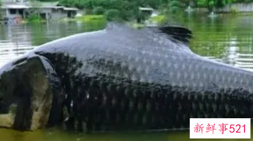 梦见家人放生一条巨型鱼