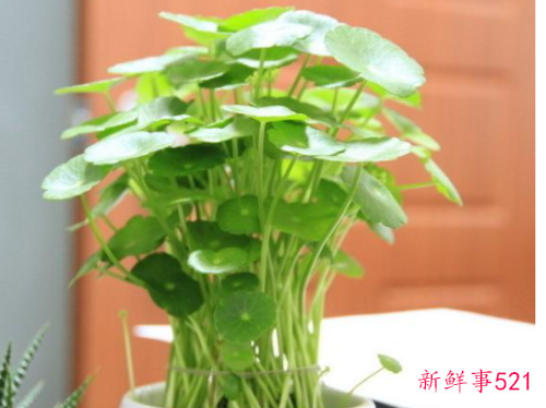 办公室的风水植物有哪些