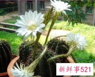 仙人球怎么才能爆头