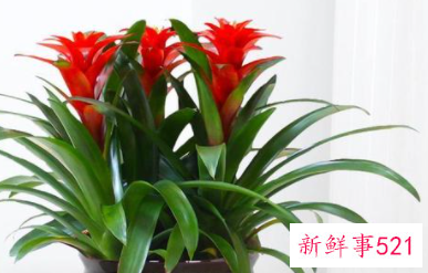 过年买的桃花会结果吗