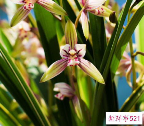 金边墨兰的养殖方法和注意事项