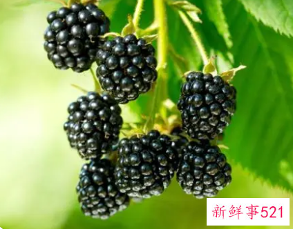 水果黑莓的功效