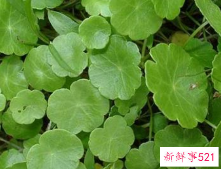 金钱草叶子变黄的原因