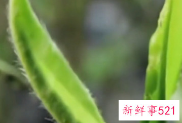 枸杞芽茶是枸杞叶吗