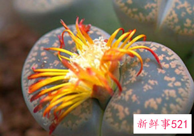 多肉的种植方法