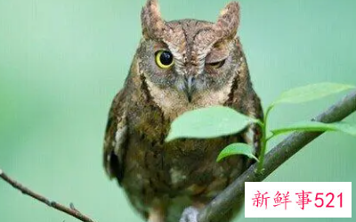 未婚女子梦见猫头鹰