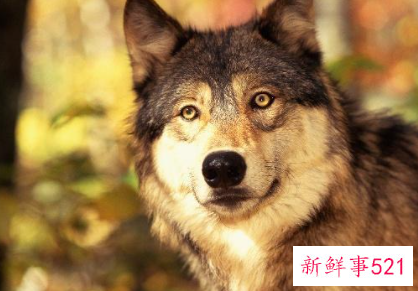 狼的祖先进化图