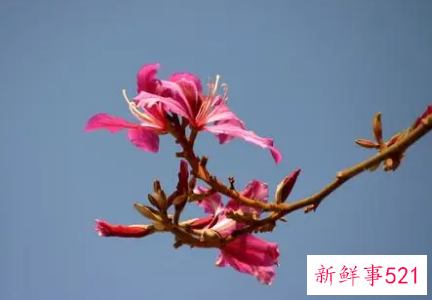 紫金花和紫荆花是不是一样