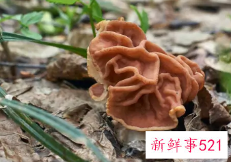 长在树边的是什么蘑菇能吃吗