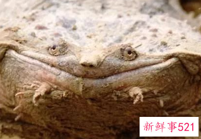 盘点世界十大奇特的动物