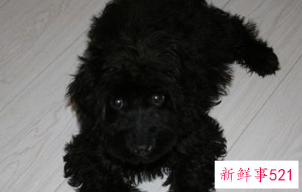 喂狗狗吃水果的注意事项