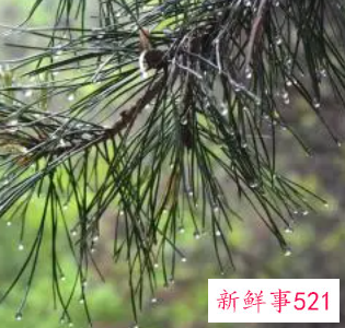 梦见松针是什么意思