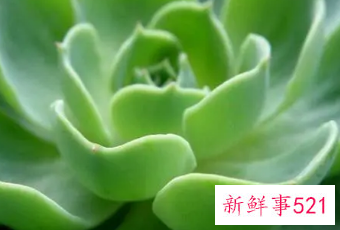 属猪的幸运植物有几种