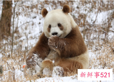 棕色大熊猫在秦岭已被发现10次