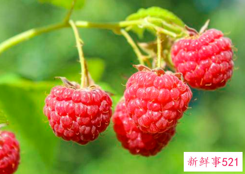 覆盆子怎么吃比较好