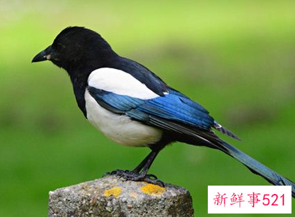 梦见喜鹊是什么意思