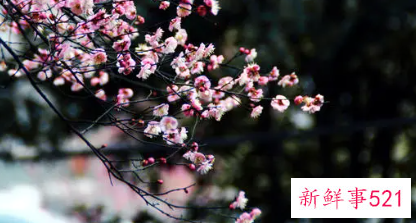 梦见梅花绽开是什么意思
