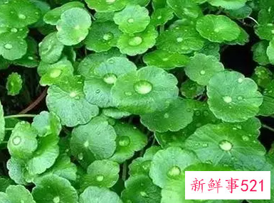 大门两侧种什么旺财