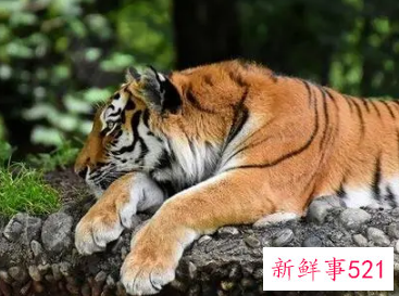 属虎的人起名字哪些字最合适