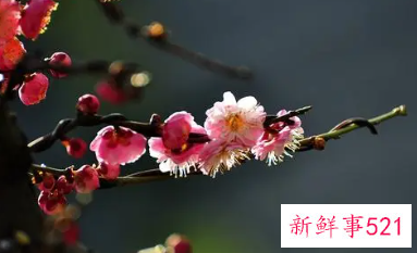 梦见梅花绽开是什么意思