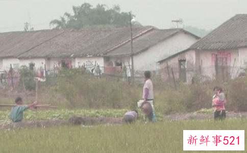 梦见种地耕田预示什么