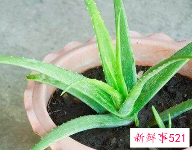 芦荟怎么栽培容易成活