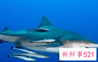 梦到被鲨鱼追但没追到