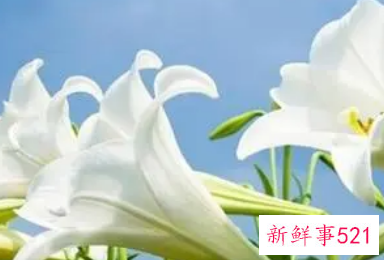 孕妇梦见百合是什么意思