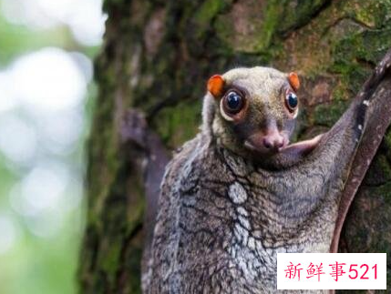 盘点世界十大奇特的动物