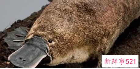 盘点世界十大奇特的动物