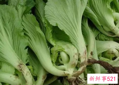 哪种青菜营养价值最高