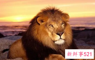 描写狮子的特点作文