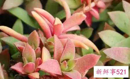 春季如何为多肉移盆