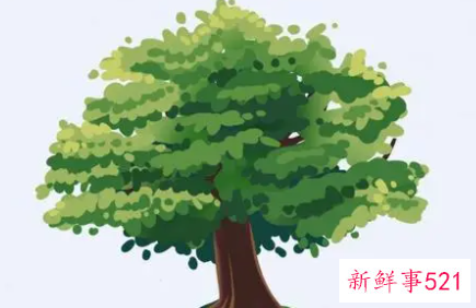 梦见移树的意思