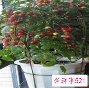 适合阳台种植的蔬菜水果效果图