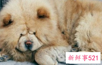 狗狗会怨恨主人吗