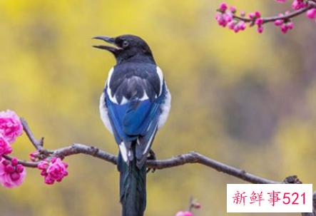 梦见喜鹊是什么意思