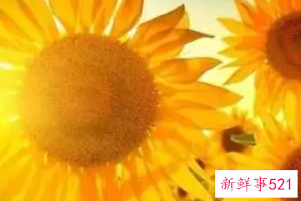 处女座下海经商能否发财