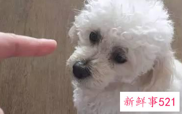 人养狗狗容易得什么病