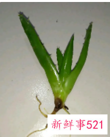 芦荟烂根后怎么补救