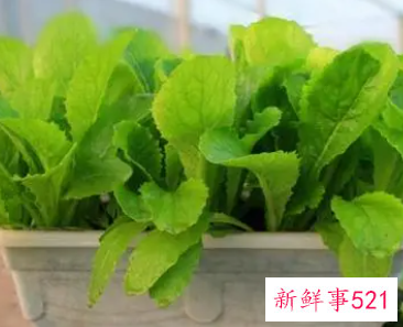 绿叶子蔬菜怎么保存