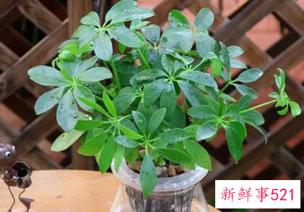 镇宅辟邪的花有哪些