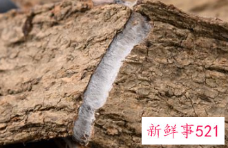 男人喝什么茶补肾壮阳好效果