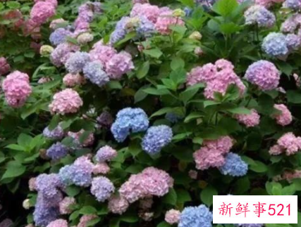 最适合家庭阳台养的花卉