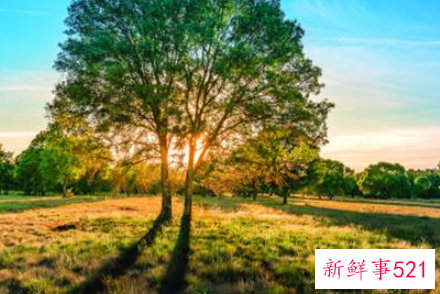 梦见移树的意思